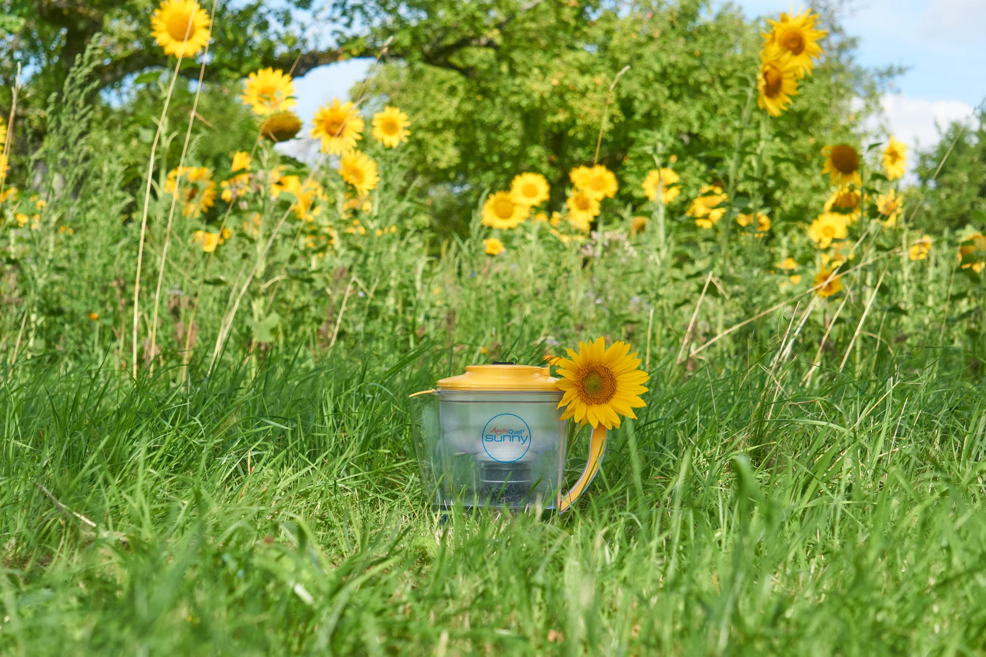 Kannenwasserfilter Sunny mit gelbem Deckel vor einem Feld mit Sonnenblumen
