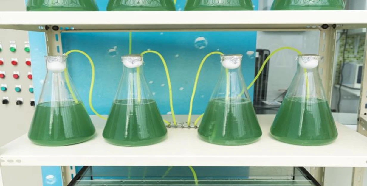 Laborversuch mit 4 Gläseren mit Algen, es wird untersucht ob diese Algen als Brennstoff dienen können. Das Bild ist Teil des Blogbeitrages Algen eine Plage oder nützlich?