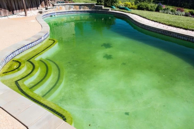 Großer Pool mit Treppen komplett grün durch Algen.Das Bild ist ein Teil des Acala Blogbeitrages:  Algen, eine Plage oder nützlich?