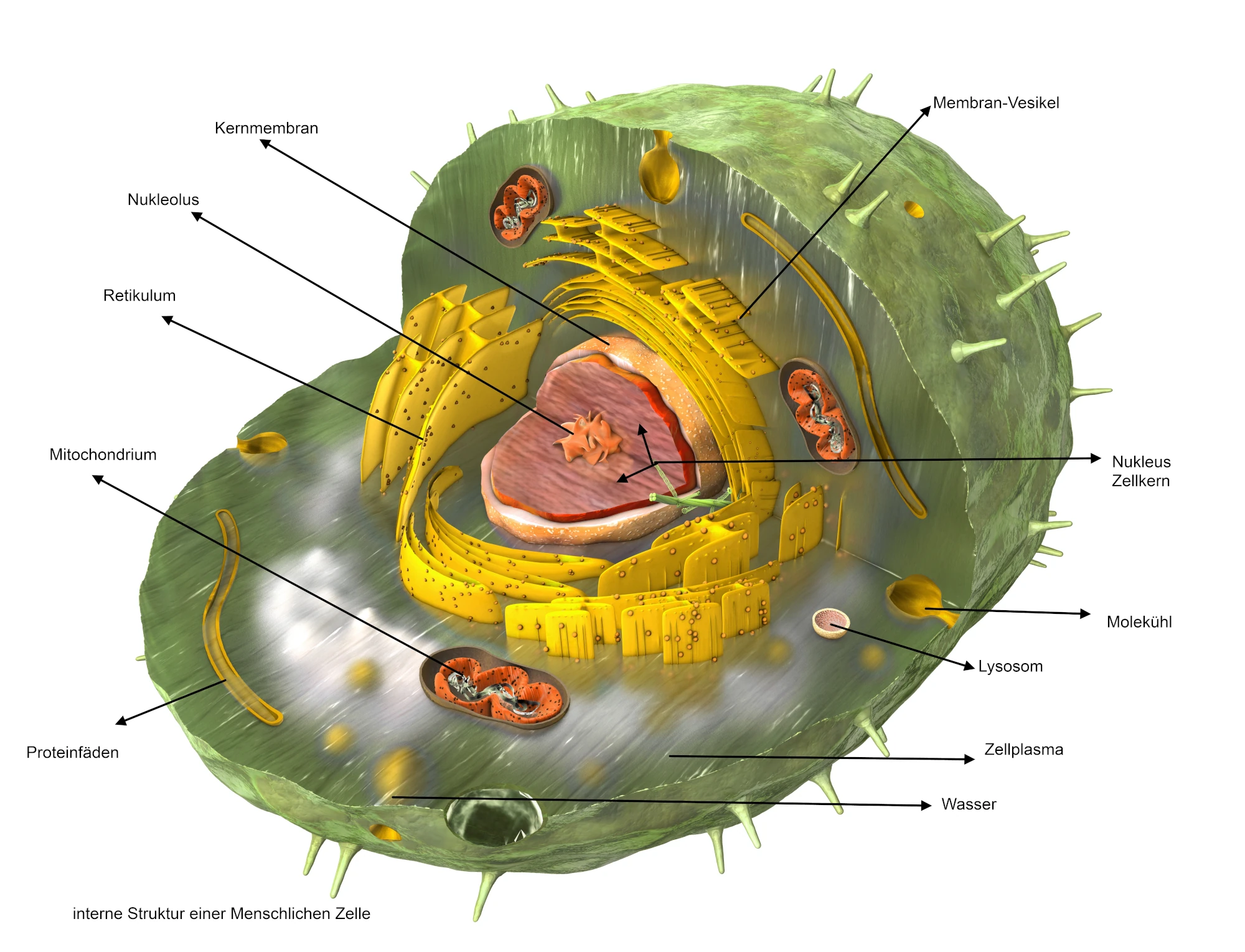 Abbildung der internen Struktur einer menschlichen Zelle wissenschaftlich